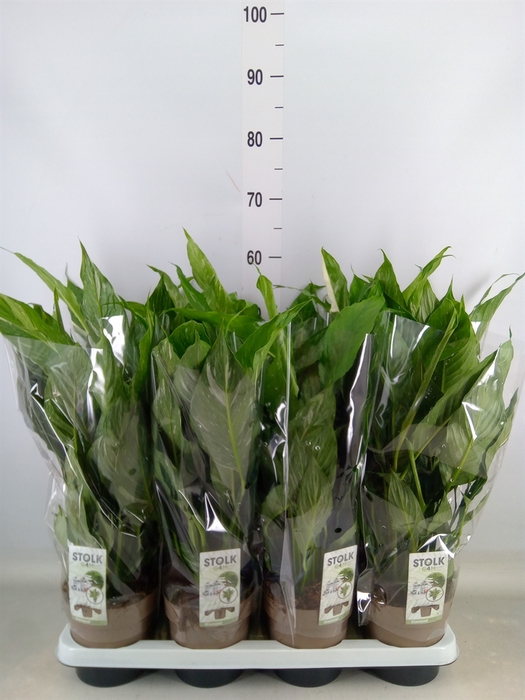<h4>Spathiphyllum  'Diamond'</h4>