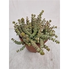 Crassula Marnieriana Hottentot *