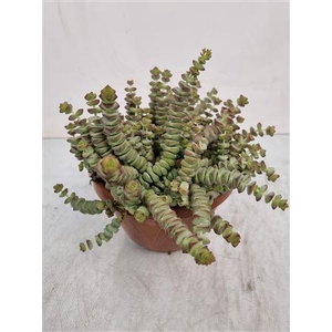 Crassula Marnieriana Hottentot *