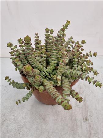<h4>Crassula Marnieriana Hottentot *</h4>