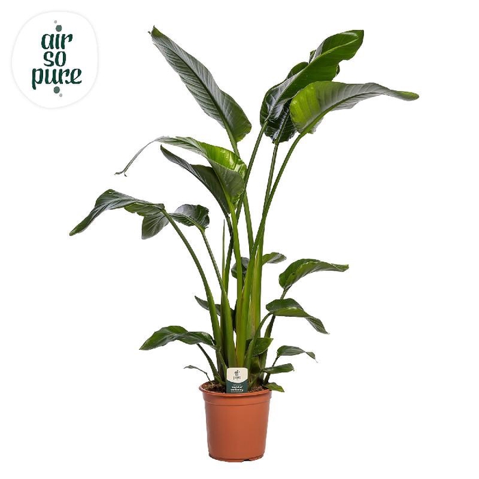 <h4>Strelitzia Nicolai</h4>