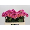 Dahlia Esli