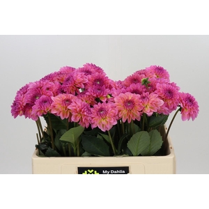 Dahlia Esli