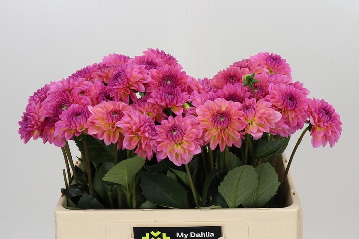 <h4>Dahlia Esli</h4>