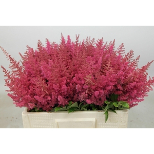 Astilbe Else Schluck