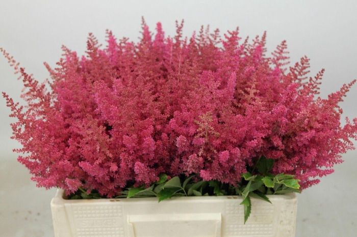 <h4>Astilbe Else Schluck</h4>