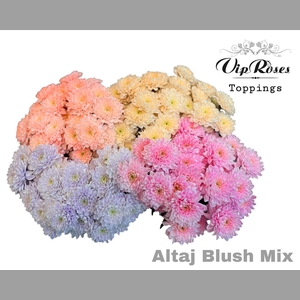 CHR T ALTAJ BLUSH MIX