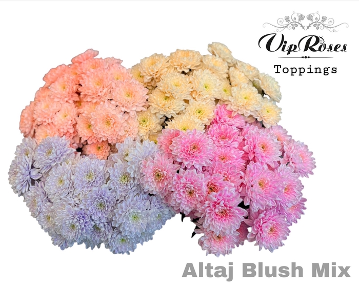 <h4>CHR T ALTAJ BLUSH MIX</h4>