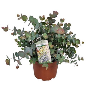Eucalyptus Silver Dollar Bush