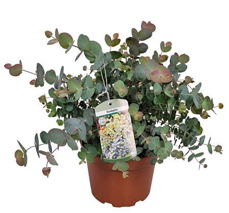 <h4>Eucalyptus Silver Dollar Bush</h4>