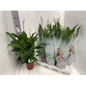 Spathiphyllum Sweet Silvio 14Ø 65cm 4fl