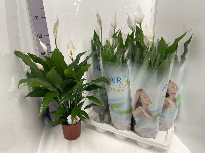 Spathiphyllum Sweet Silvio 14Ø 65cm 4fl