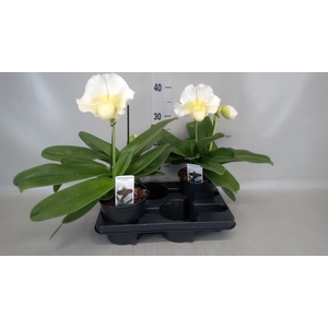 Paphiopedilum  'Amerikaanse hybrid'