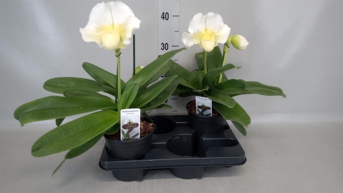<h4>Paphiopedilum  'Amerikaanse hybrid'</h4>