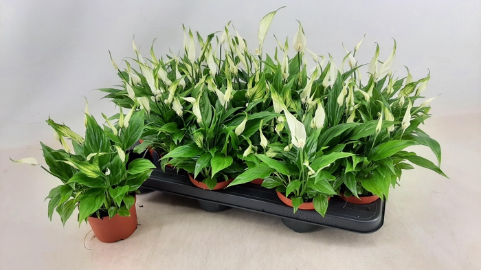 <h4>SPATH CHOPIN</h4>