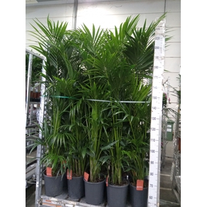 Howea forsteriana