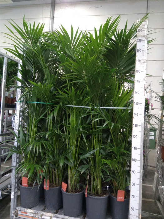 <h4>Howea forsteriana</h4>