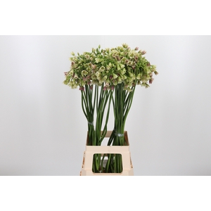 Allium Siculum
