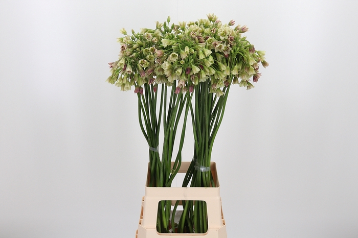 <h4>Allium Siculum</h4>