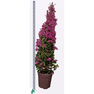 BOUGAINV ALEXANDRA