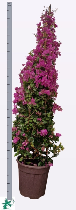 <h4>BOUGAINV ALEXANDRA</h4>