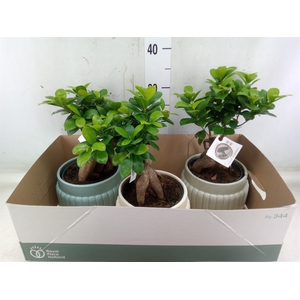 Ficus microcarpa 'Ginseng'