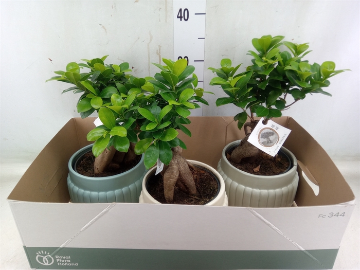 <h4>Ficus microcarpa 'Ginseng'</h4>