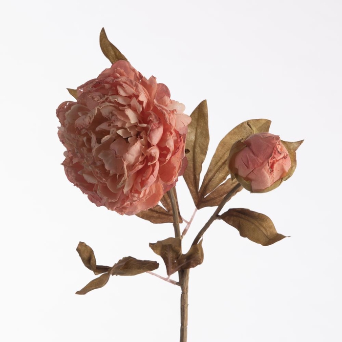 <h4>AF Paeonia Dried x2 L71cm Pink</h4>