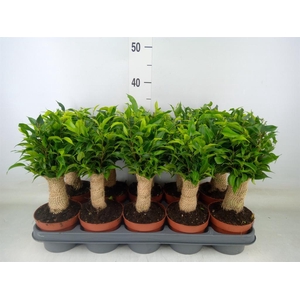 Ficus benja. 'Natasja'