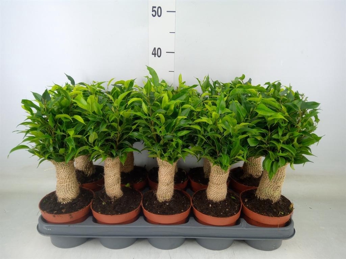<h4>Ficus benja. 'Natasja'</h4>