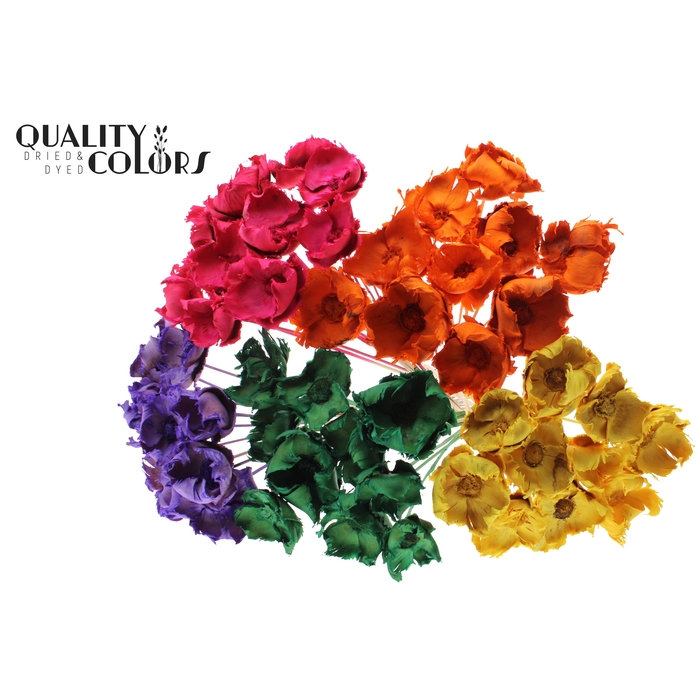 <h4>Palm cup on stem Bleached  Mixed Colours</h4>