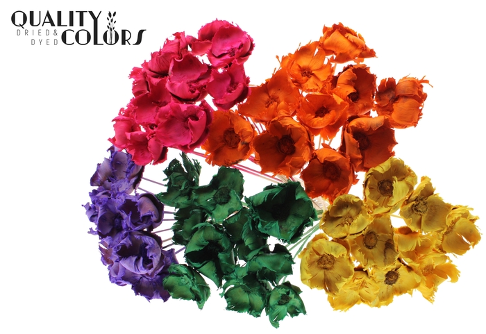 Palm cup on stem Bleached  Mixed Colours