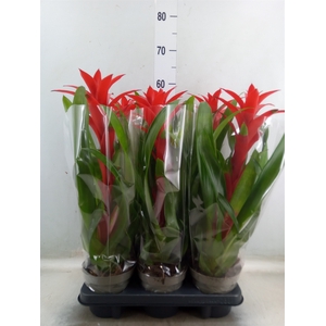 Guzmania   ...