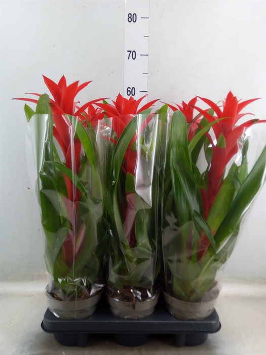 <h4>Guzmania   ...</h4>