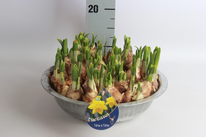 <h4>ARR N TETE A TETE</h4>