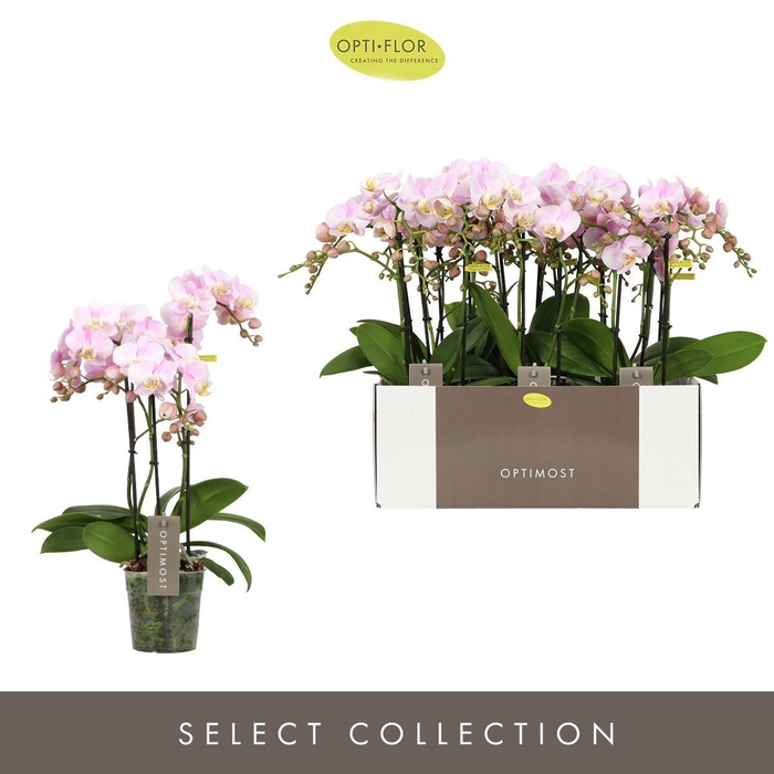 Optimost Angel Eyes 3 spike