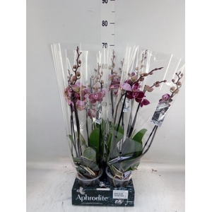 Phalaenopsis  'Ant Montpellier'