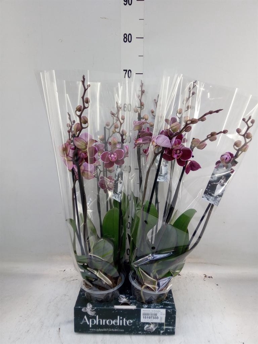 <h4>Phalaenopsis  'Ant Montpellier'</h4>