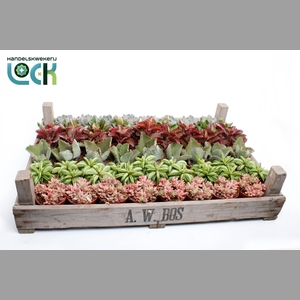 Succulents   ...