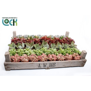 Succulents   ...
