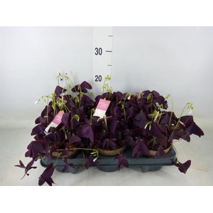 Oxalis trian. 'Mijke'