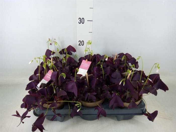 <h4>Oxalis trian. 'Mijke'</h4>