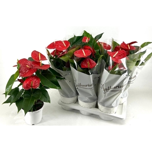 Anthurium andr. 'Minnesota'