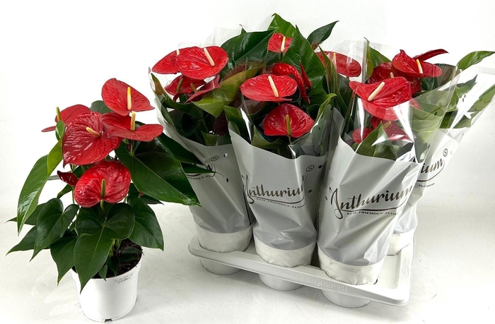 <h4>Anthurium andr. 'Minnesota'</h4>