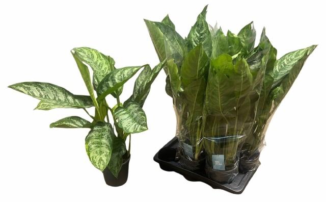 <h4>AGLAO CHANTAL</h4>