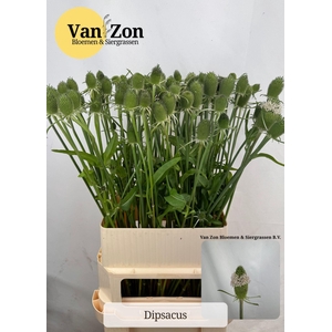 DIPSACUS FULLONUM DIPSACUS
