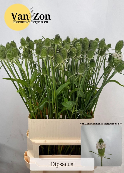 <h4>DIPSACUS FULLONUM DIPSACUS</h4>