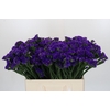 Limonium sinuatum Navy Sun Birds