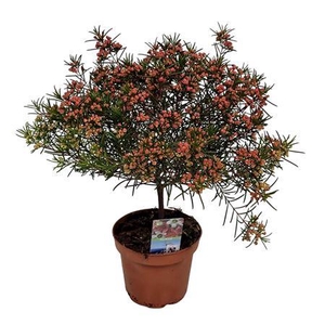 Waxflower Violet Purple South Stem