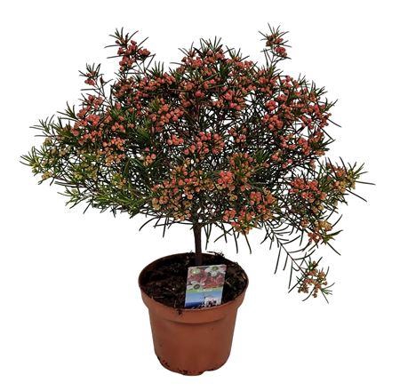 <h4>Waxflower Violet Purple South Stem</h4>